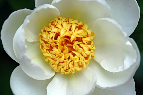 Classic White Peony  Print